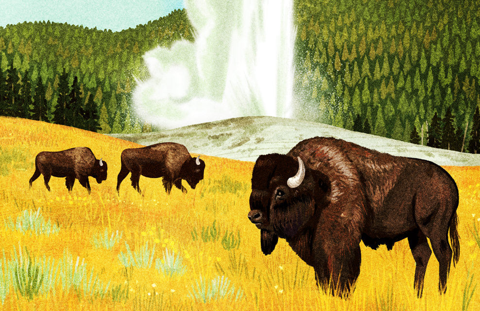 Yellowstone National Park (Large Timed Edition)