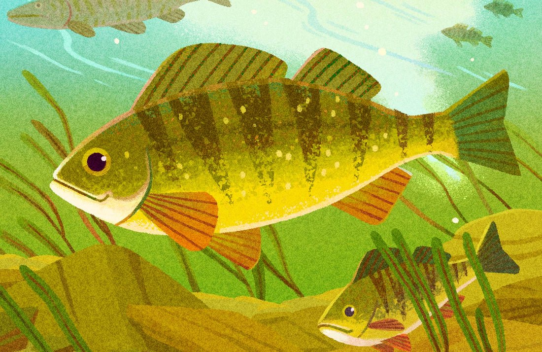 Yellow Perch National Park Alphabet Print